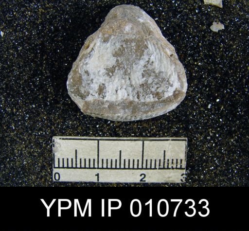 Productus dartoni