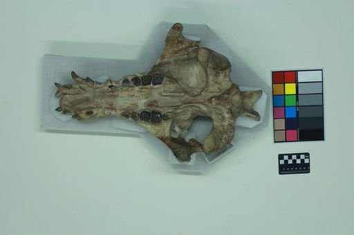 Archaeotherium mortoni