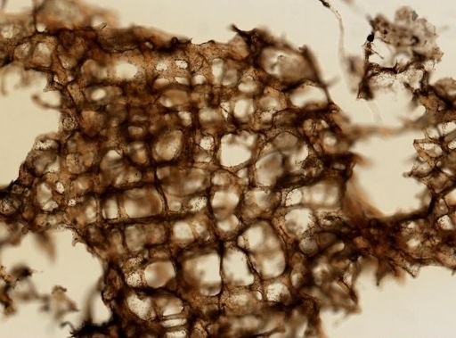 cf. Spongionella