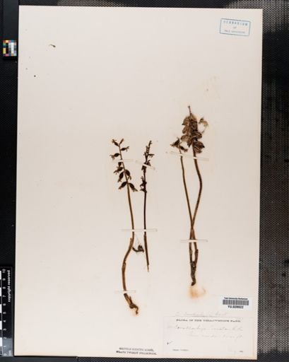 Corallorrhiza