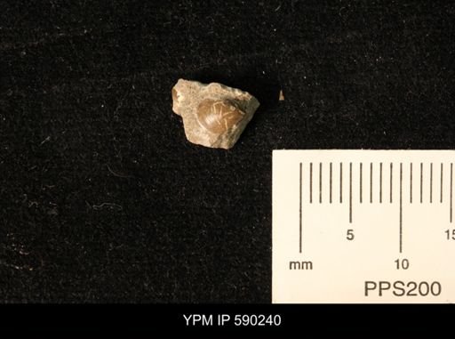 undet. Bivalvia