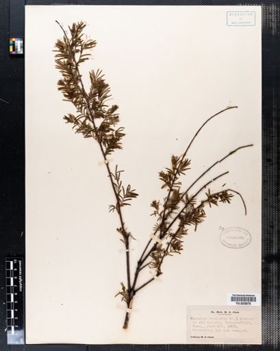 Taxodium distichum