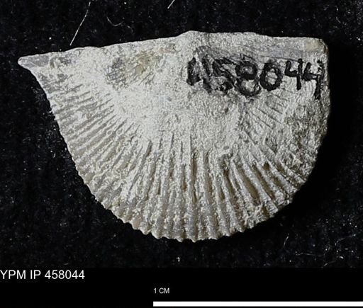 Strophodonta sp.