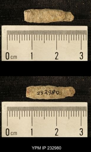 Archaeocidaris sp.