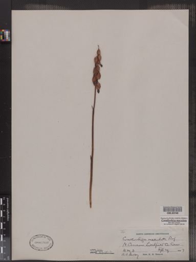 Corallorhiza maculata