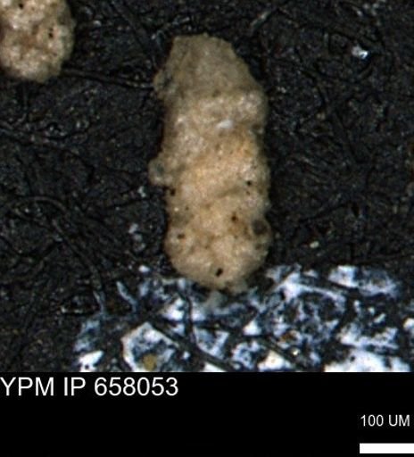 Ammobaculites obliquus
