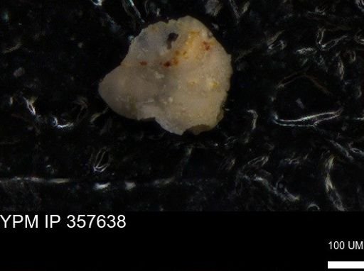 undet. Foraminiferida