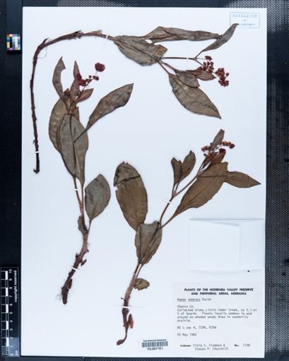 Plantae