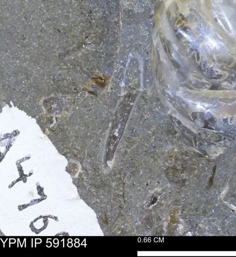 Serpulidae