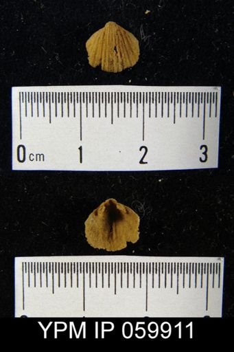 Leptocoelia dichotoma