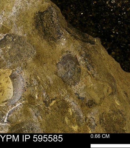 Protocardia sp.