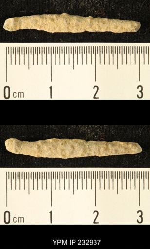 Archaeocidaris sp.