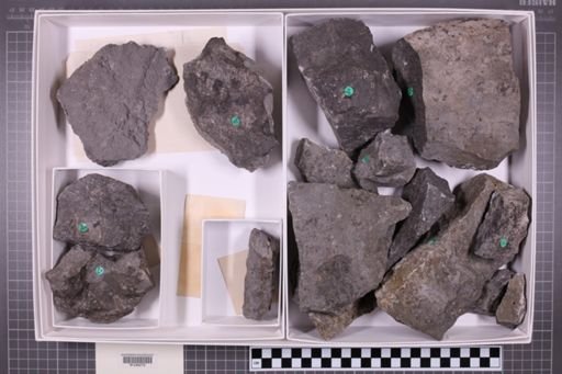 mixed taxa, stratigraphic collection