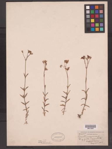 Cerastium arvense