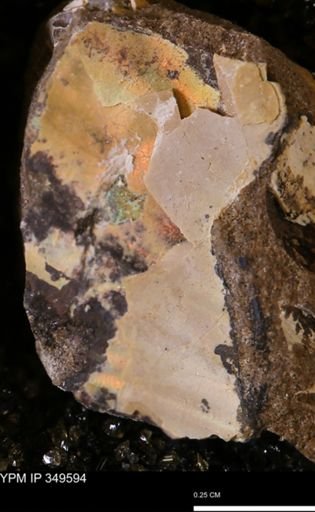 undet. Ammonoidea