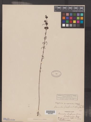 Agalinis paupercula