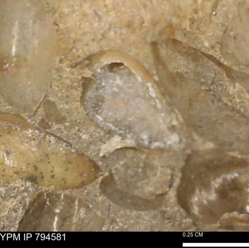 Protocardia subquadrata
