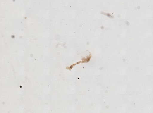 Munna fabricii