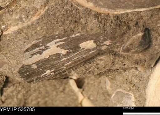 Limopsis striatopunctatus