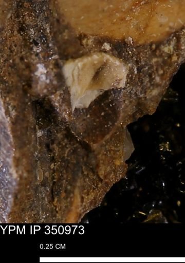 undet. Bivalvia