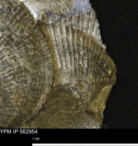 Oxytoma (Hypoxytoma) sp.