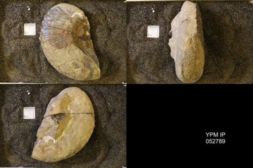 Jeletzkytes nebrascensis