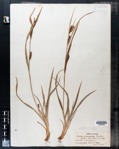 Carex glaucodea