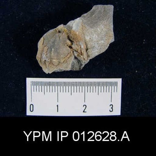 Camarophoria venusta