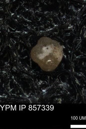 undet. Foraminiferida