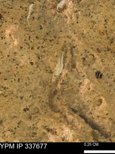 undet. Mollusca