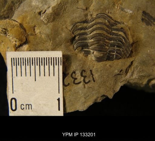 Phacops rana