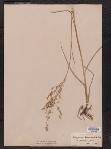 Glyceria canadensis