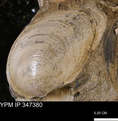 Limopsis striatopunctatus