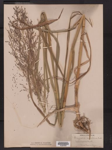 Glyceria grandis