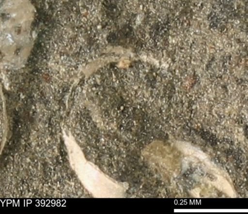 undet. Mollusca