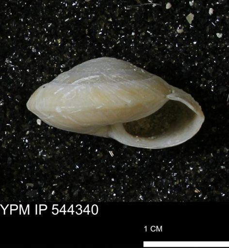 Poecilozonites bermudensis zonatus