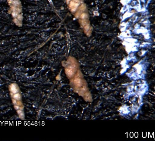 Verneuilinoides kansasensis