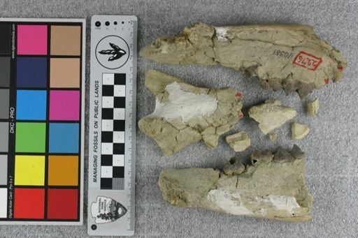 Elomeryx mitis