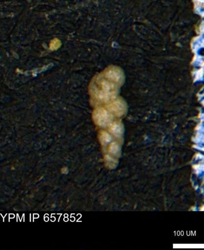 Verneuilinoides kansasensis