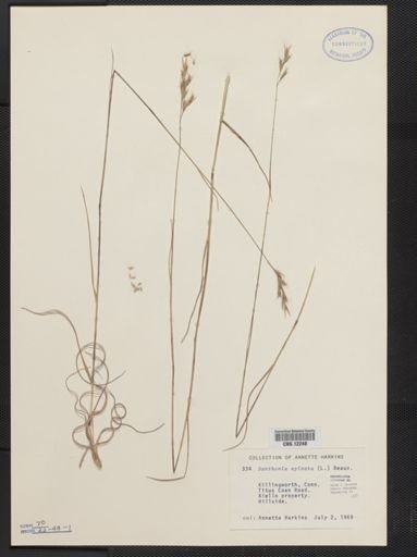 Danthonia spicata