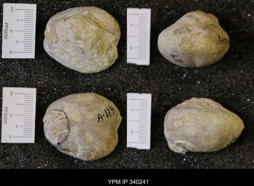 Tylostoma sp.