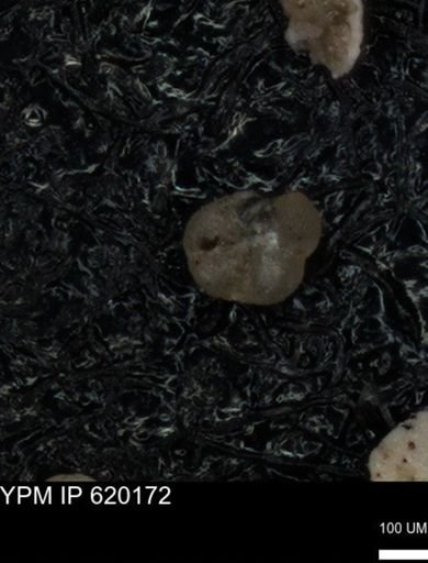 undet. Foraminiferida