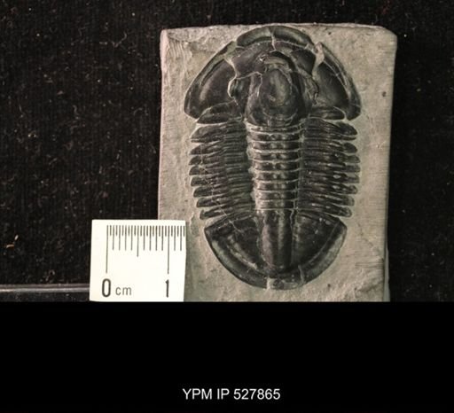 Asaphiscus wheeleri
