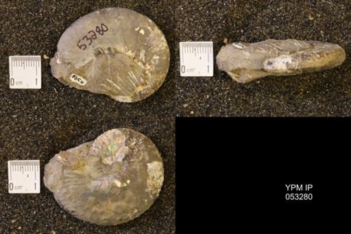 Discoscaphites conradi