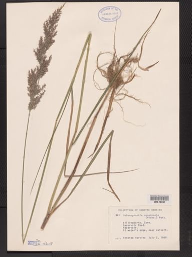 Calamagrostis canadensis