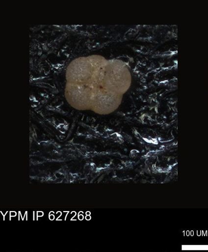 undet. Foraminiferida