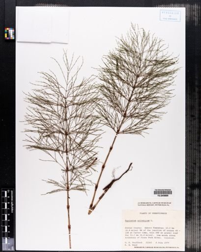 Equisetum sylvaticum