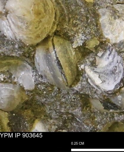 Corbulamella sp.