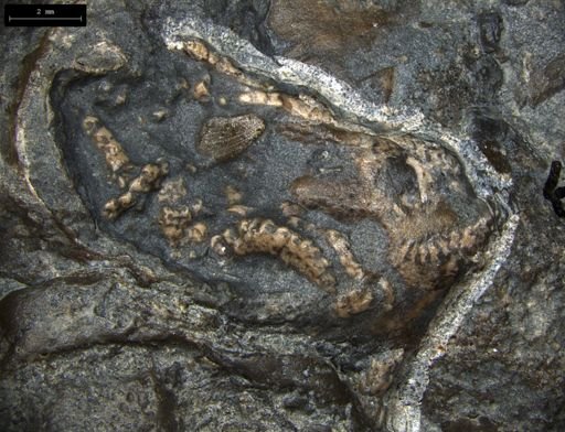 Aplocoma damesii