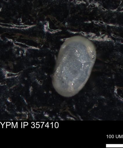 undet. Ostracoda